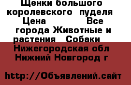 Щенки большого (королевского) пуделя › Цена ­ 25 000 - Все города Животные и растения » Собаки   . Нижегородская обл.,Нижний Новгород г.